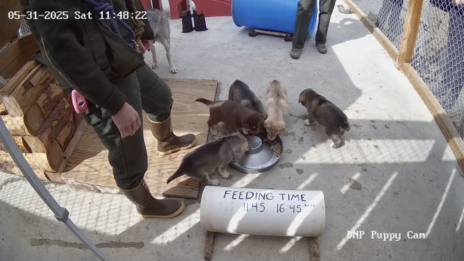 The pups during feeding time on Saturday morning, as seen through their Puppy Cam.